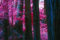 Color Infrared -  Big Basin Trees